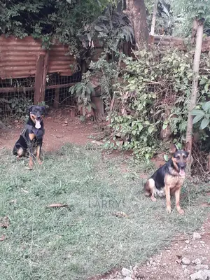 6-12 Month Male Purebred Rottweiler