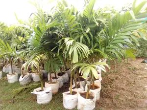 Hotus Landscaping Services