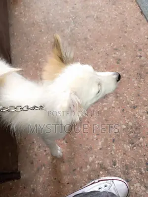 3-6 Month Female Purebred Japanese Spitz