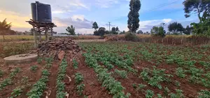 Prime Plots for Sale in Kapsoya Delicacy in Eldoret