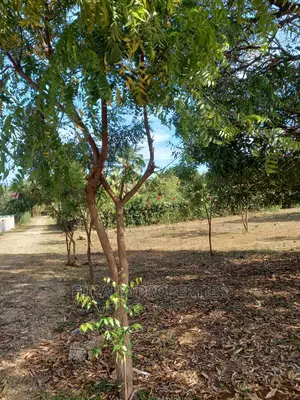 For Sale Quater Acre Land Kikambala.