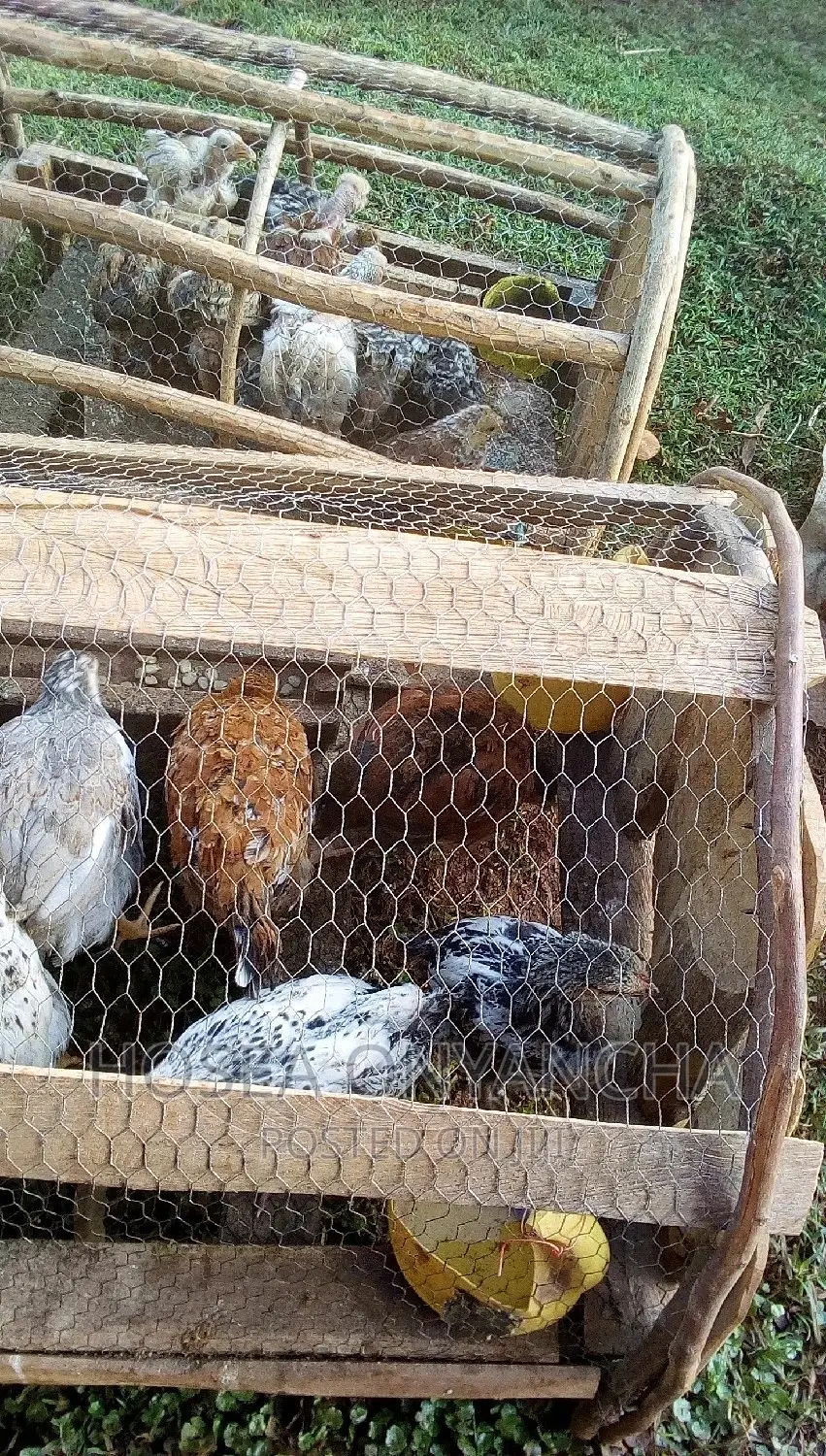 Kuku Kienyeji