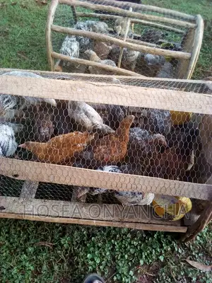 Kuku Kienyeji