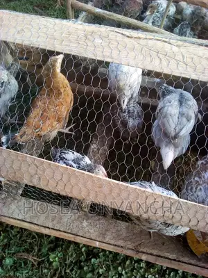 Kuku Kienyeji