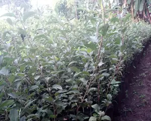 Grafted Wambugu Apples Seedlings