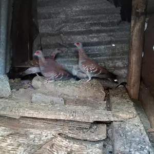 Wild Speckled Pigeons