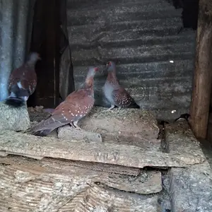 Wild Speckled Pigeons