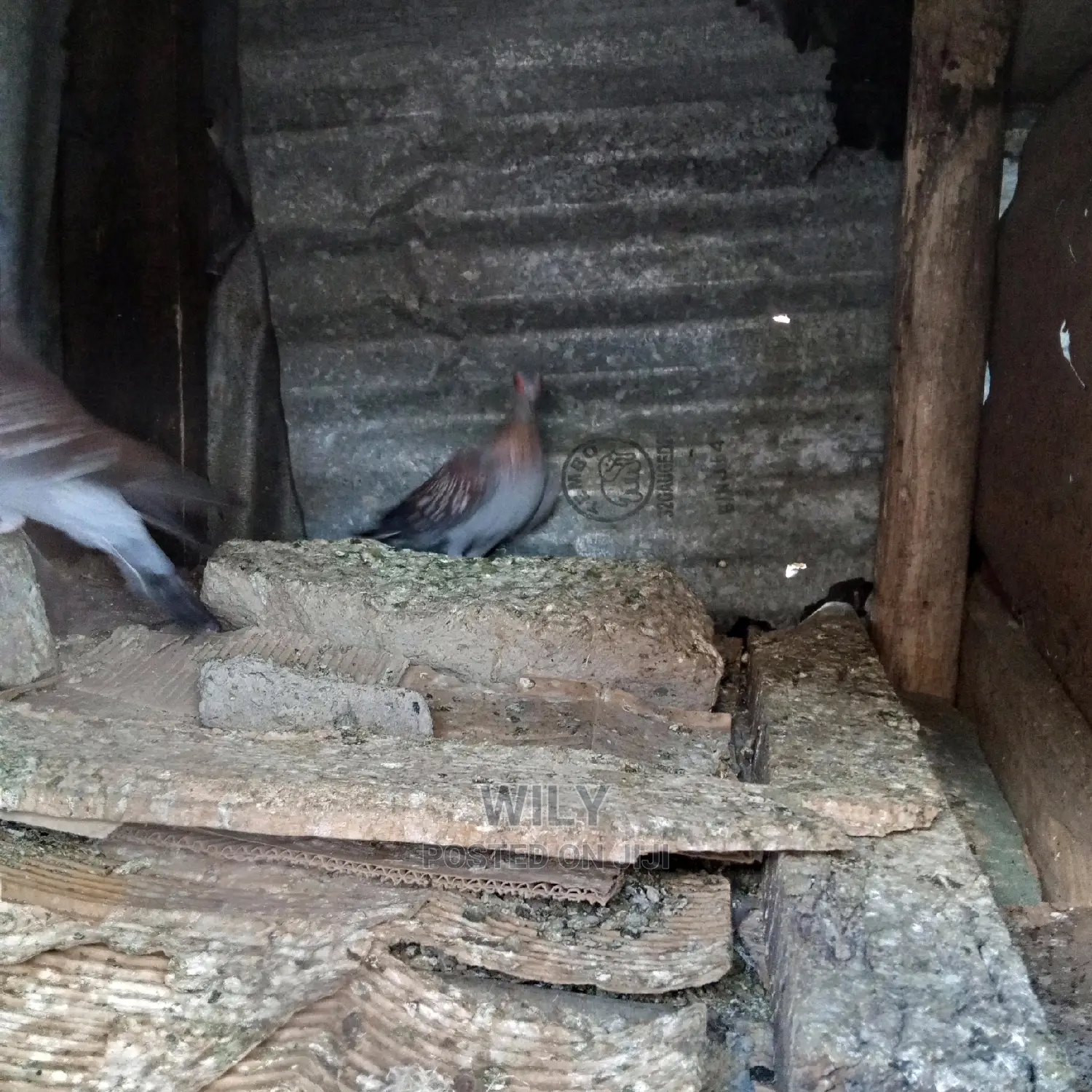 Wild Speckled Pigeons
