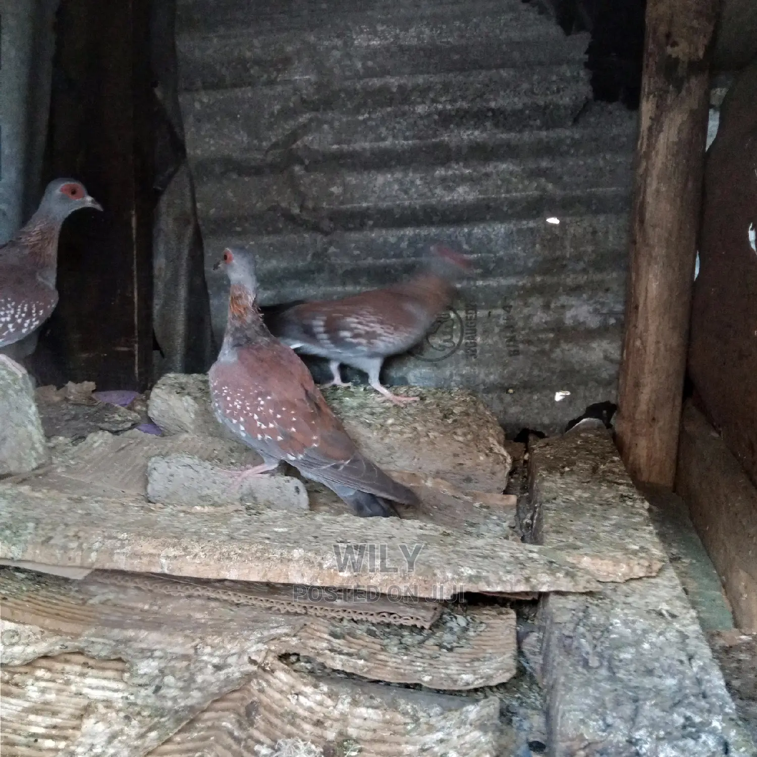 Wild Speckled Pigeons