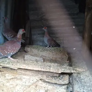 Wild Speckled Pigeons