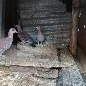 Wild Speckled Pigeons