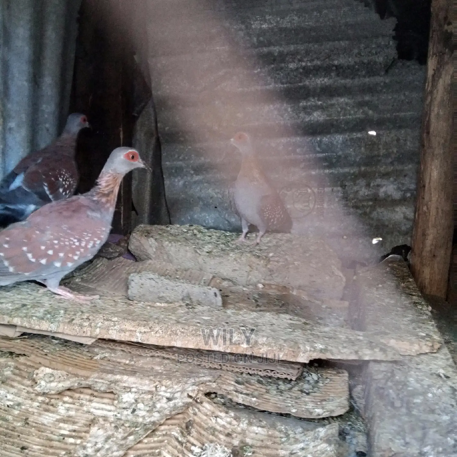 Wild Speckled Pigeons