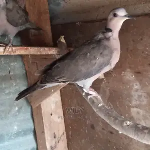 Red Eyes Rock Pigeons