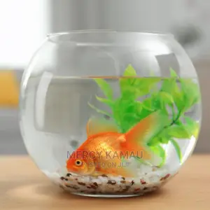 Tropical Aquarium Fish