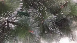 Christmas Pine Tree 6ft/180cms + Free Warm White Led Lights.