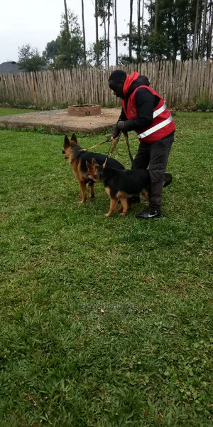 Dog Training Services