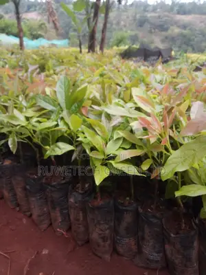 Grafted Hass Avocado