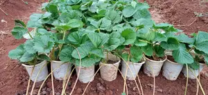 San Andreas Strawberry Seedlings