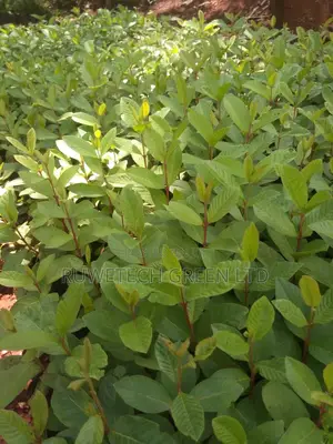 Guava Seedlings