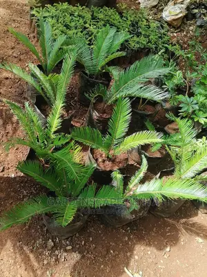 Cycad Plams