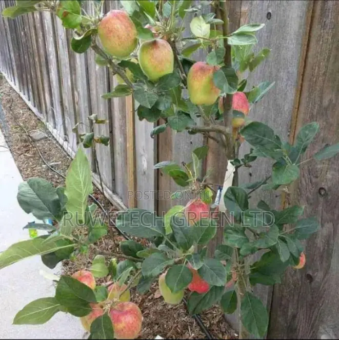 Dwarf Annah Apples Seedlings