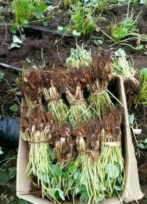 Offer! Chandler Strawberry Seedlings