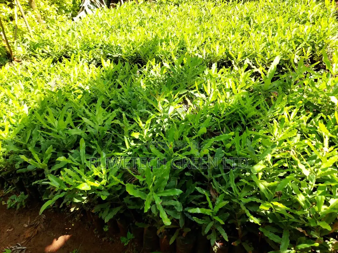 Grafted Macadamia