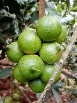 Grafted Macadamia
