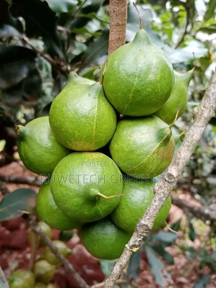 Grafted Macadamia
