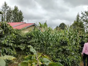 Karatina /Karura Half Acre With Coffee