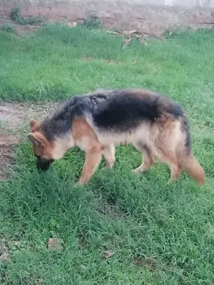 1+ Year Male Purebred German Shepherd