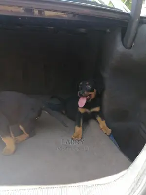 1-3 Month Female Purebred Rottweiler