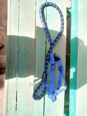 Mature Dog Dog Leash