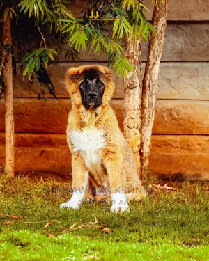 1-3 Month Male Purebred Caucasian Shepherd
