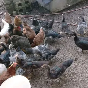 Muscovy Ducks And Ducklings For Meat And Breeding