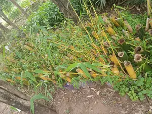 Bamboo Seedlings