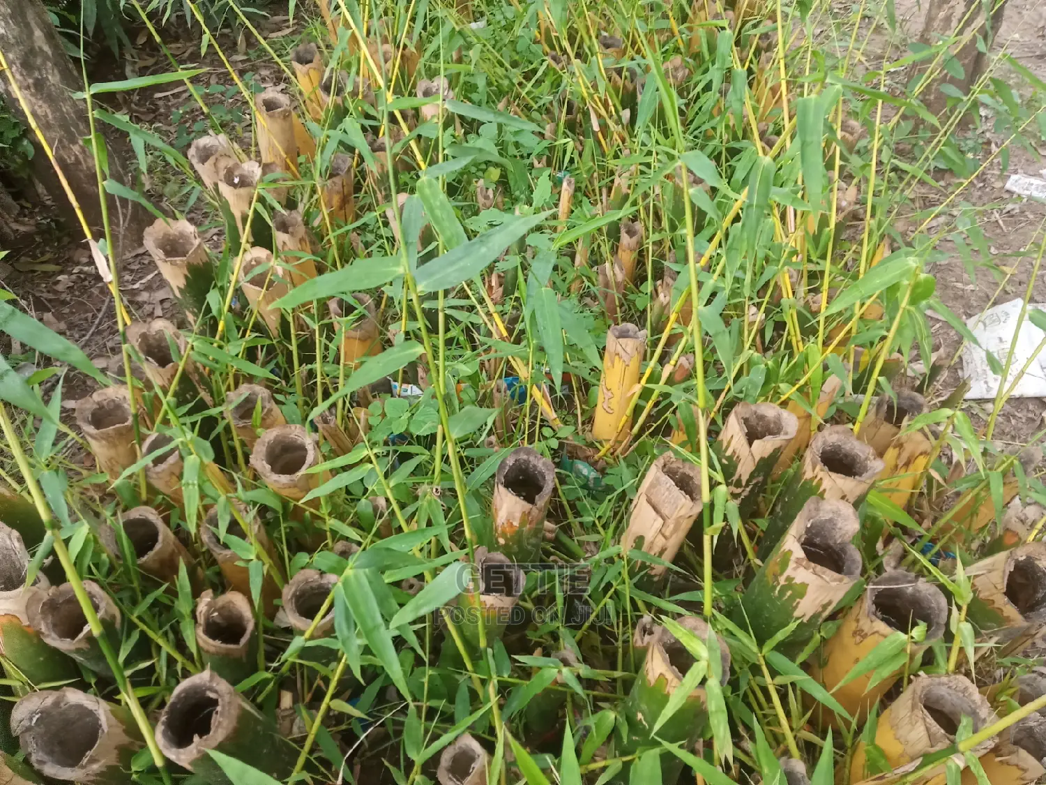 Bamboo Seedlings