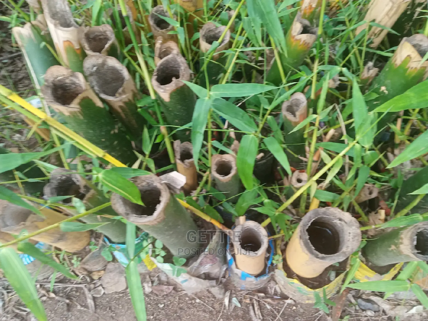 Bamboo Seedlings