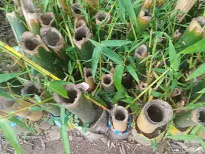 Bamboo Seedlings
