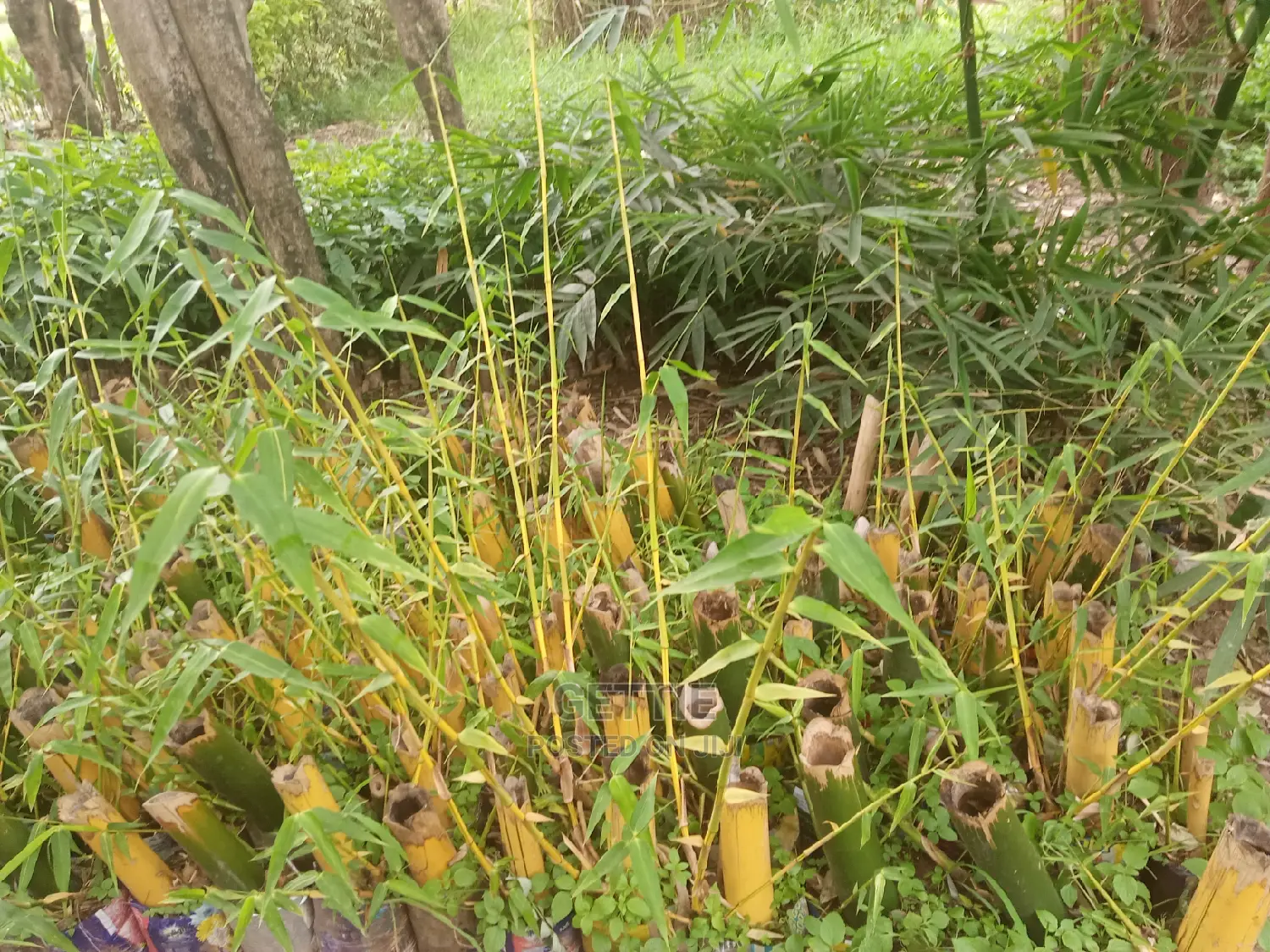 Bamboo Seedlings