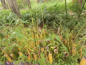 Bamboo Seedlings