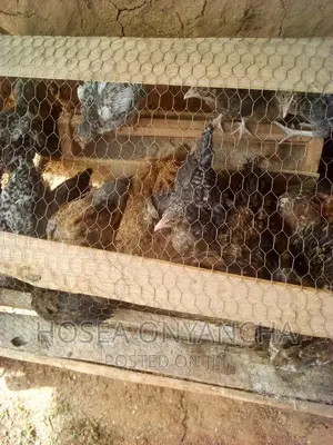 Chicken for Sell