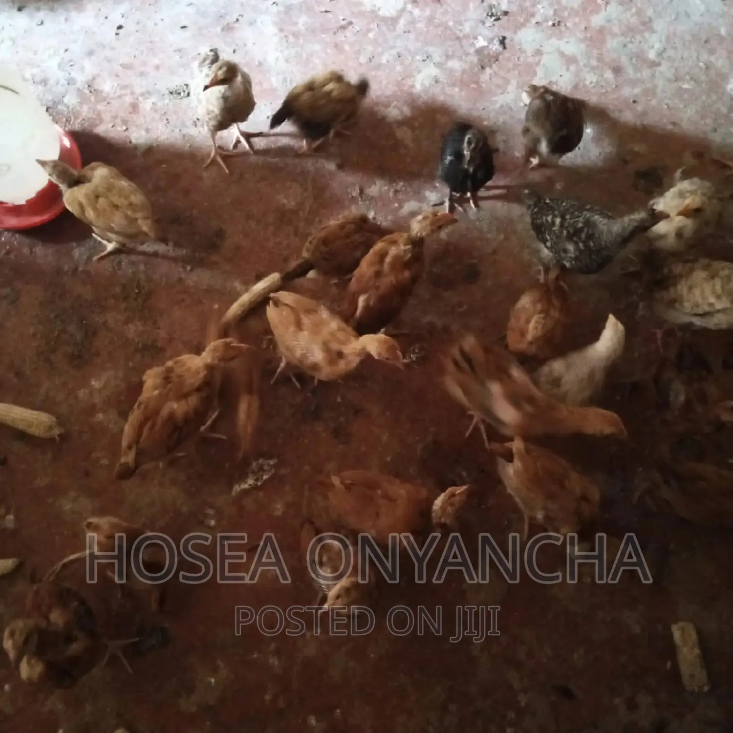 Chicken for Sell