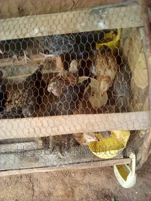 Chicken for Sell