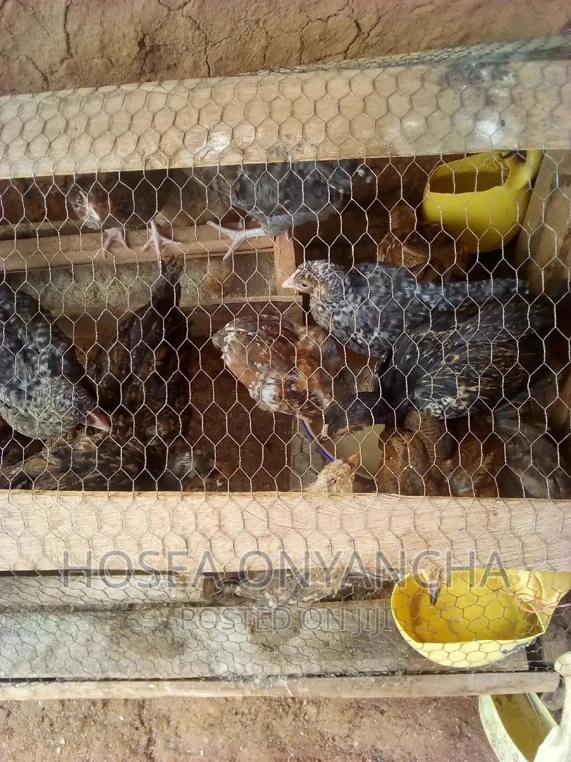 Chicken for Sell
