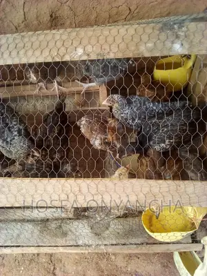 Chicken for Sell