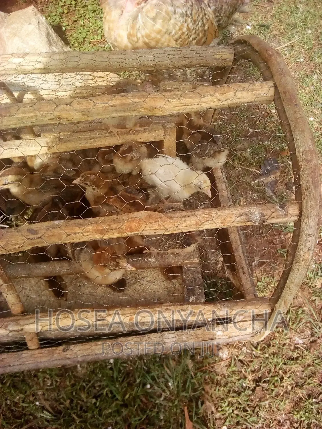 Chicken for Sell