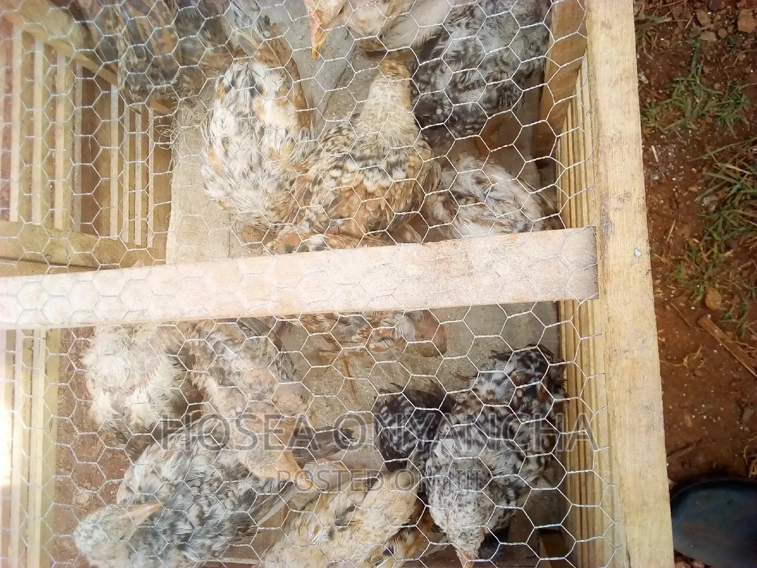 Chicken for Sell