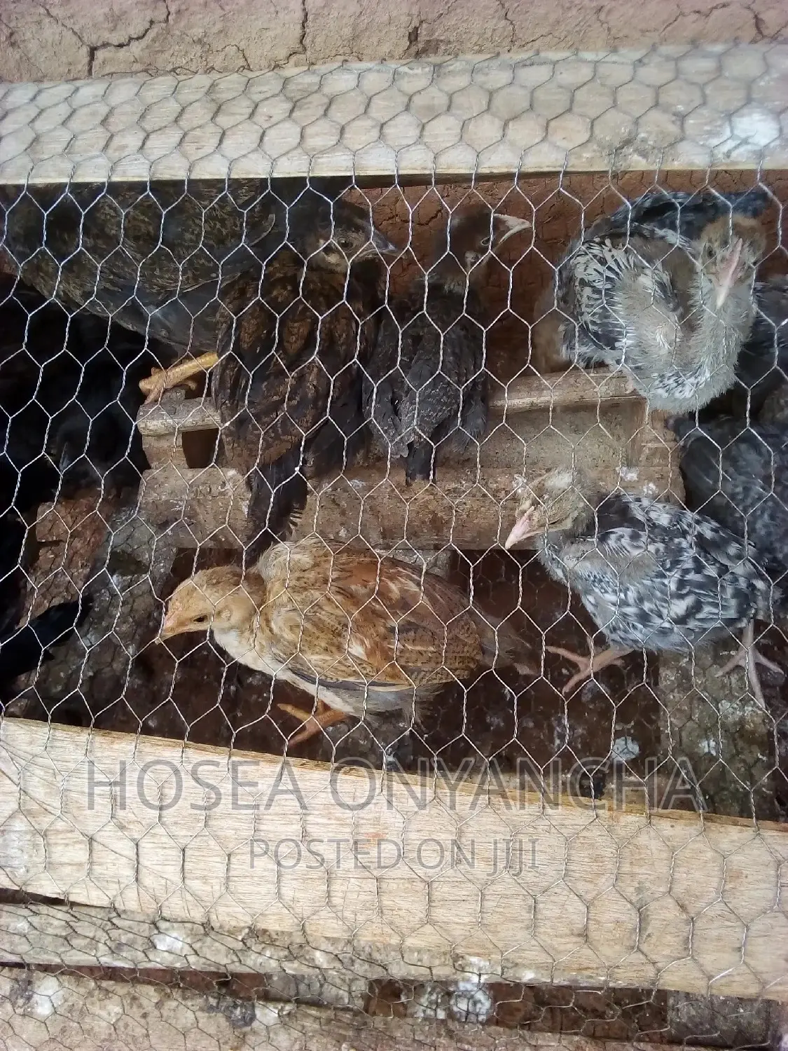 Chicken for Sell