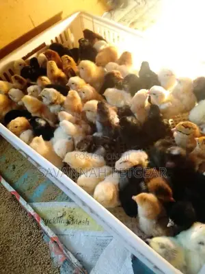 Day Old Improved Kienyeji Chicks